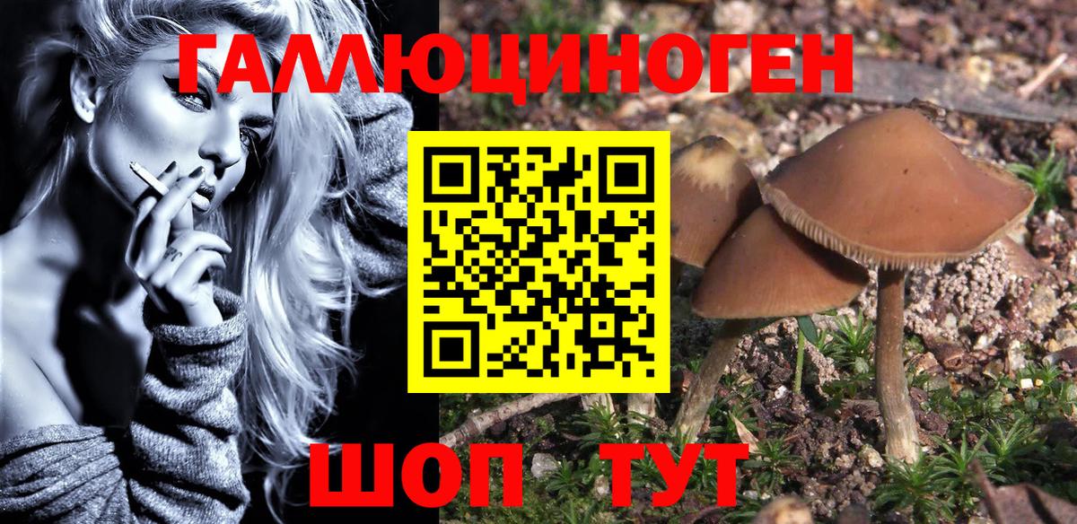 Галлюциногенные грибы Psilocybe  Вход с VPN  Псилоцибиновые грибы прущие грибы  Урус-Мартан 
